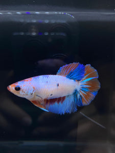 TOP GRADE Female Halfmoon - Galaxy #2349 - Live Betta Fish