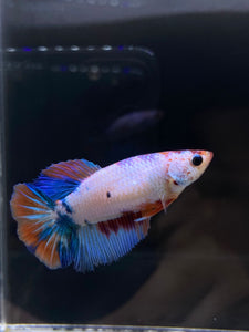 TOP GRADE Female Halfmoon - Galaxy #2349 - Live Betta Fish