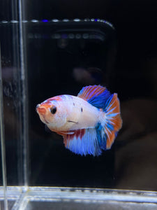 TOP GRADE Female Halfmoon - Galaxy #2349 - Live Betta Fish