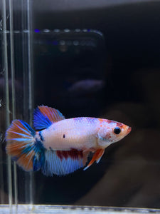 TOP GRADE Female Halfmoon - Galaxy #2349 - Live Betta Fish