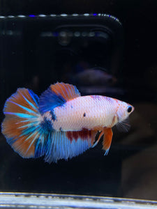 TOP GRADE Female Halfmoon - Galaxy #2349 - Live Betta Fish