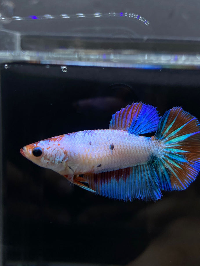 TOP GRADE Female Halfmoon - Galaxy #2349 - Live Betta Fish