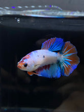 Load image into Gallery viewer, TOP GRADE Female Halfmoon - Galaxy #2349 - Live Betta Fish
