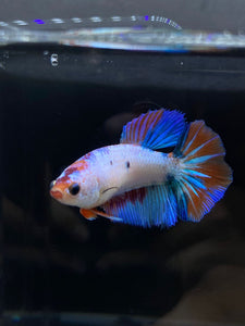 TOP GRADE Female Halfmoon - Galaxy #2349 - Live Betta Fish