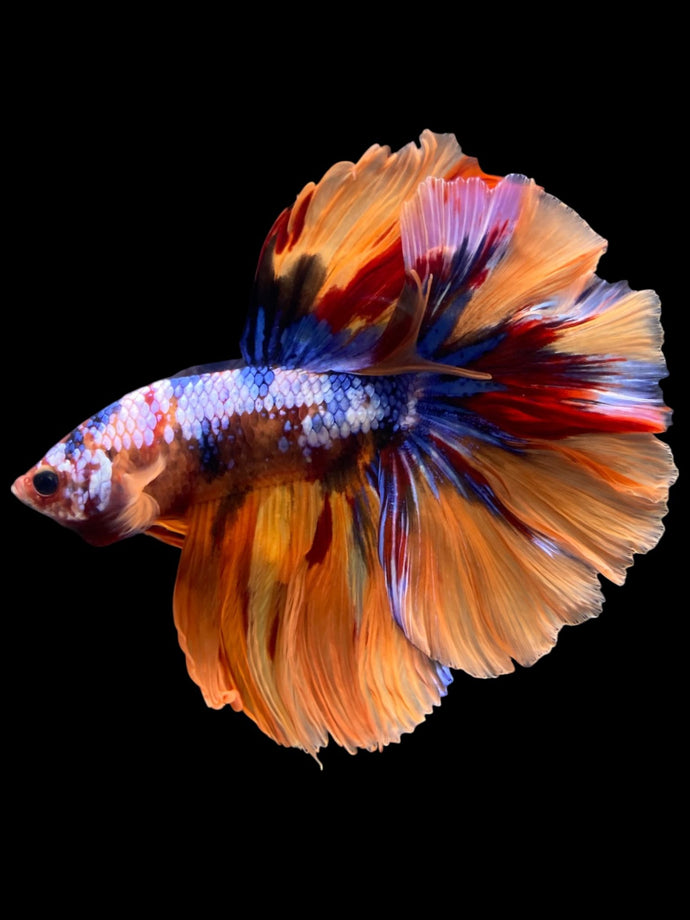 Male Halfmoon - Galaxy #2350 - Live Betta Fish