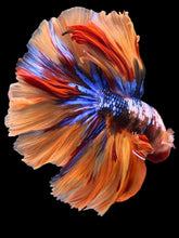 Load image into Gallery viewer, Male Halfmoon - Galaxy #2350 - Live Betta Fish
