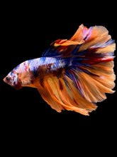 Load image into Gallery viewer, Male Halfmoon - Galaxy #2350 - Live Betta Fish
