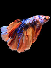 Load image into Gallery viewer, Male Halfmoon - Galaxy #2350 - Live Betta Fish
