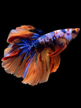 Load image into Gallery viewer, Male Halfmoon - Galaxy #2350 - Live Betta Fish

