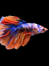 Load image into Gallery viewer, Male Halfmoon - Galaxy #2350 - Live Betta Fish
