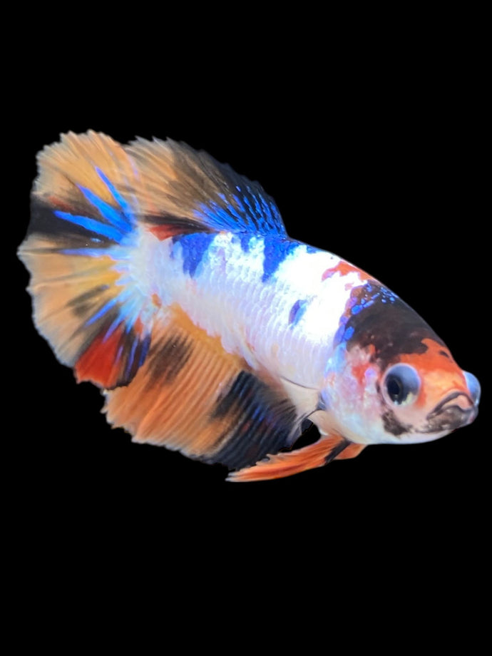 TOP GRADE Female Halfmoon - Galaxy #2351 - Live Betta Fish