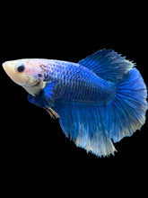 Load image into Gallery viewer, TOP GRADE Female Halfmoon - Blue Sky #2353 - Live Betta Fish
