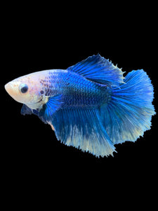 TOP GRADE Female Halfmoon - Blue Sky #2353 - Live Betta Fish