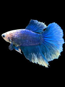 TOP GRADE Female Halfmoon - Blue Sky #2353 - Live Betta Fish