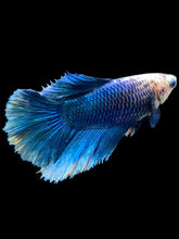 Load image into Gallery viewer, TOP GRADE Female Halfmoon - Blue Sky #2353 - Live Betta Fish
