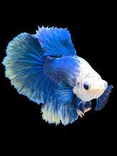 Load image into Gallery viewer, TOP GRADE Female Halfmoon - Blue Sky #2353 - Live Betta Fish

