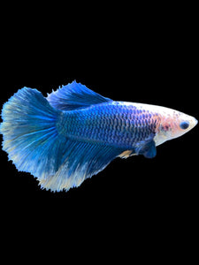 TOP GRADE Female Halfmoon - Blue Sky #2353 - Live Betta Fish