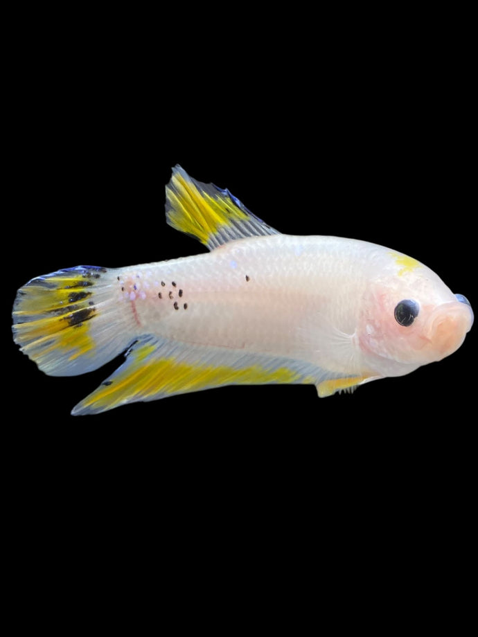 GIANT Male Halfmoon Plakat - Yellow Rim #2355 - Live Betta Fish