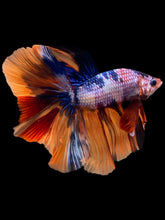 Load image into Gallery viewer, Male Halfmoon - Galaxy #2356 - Live Betta Fish
