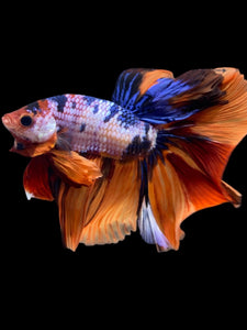 Male Halfmoon - Galaxy #2356 - Live Betta Fish