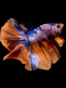 Male Halfmoon - Galaxy #2356 - Live Betta Fish