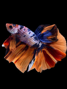 Male Halfmoon - Galaxy #2356 - Live Betta Fish