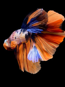 Male Halfmoon - Galaxy #2356 - Live Betta Fish