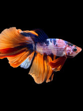 Load image into Gallery viewer, Male Halfmoon - Galaxy #2356 - Live Betta Fish
