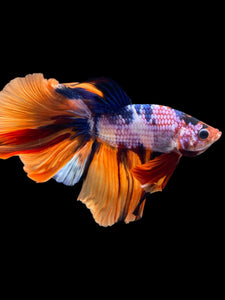 Male Halfmoon - Galaxy #2356 - Live Betta Fish