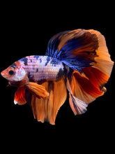 Load image into Gallery viewer, Male Halfmoon - Galaxy #2356 - Live Betta Fish
