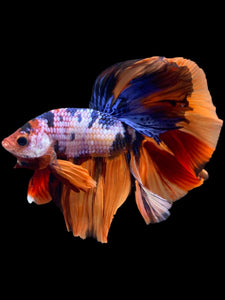 Male Halfmoon - Galaxy #2356 - Live Betta Fish
