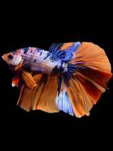 Load image into Gallery viewer, Male Halfmoon - Galaxy #2356 - Live Betta Fish

