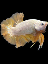 Load image into Gallery viewer, Male Halfmoon Plakat - Gold Dragon #2357 - Live Betta Fish
