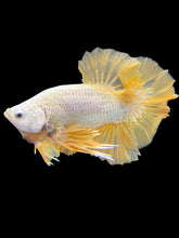 Load image into Gallery viewer, Male Halfmoon Plakat - Gold Dragon #2357 - Live Betta Fish
