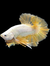 Load image into Gallery viewer, Male Halfmoon Plakat - Gold Dragon #2357 - Live Betta Fish
