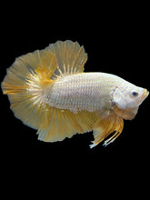 Load image into Gallery viewer, Male Halfmoon Plakat - Gold Dragon #2357 - Live Betta Fish
