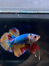 Load image into Gallery viewer, Male Halfmoon Plakat - Nemo #2358 - Live Betta Fish
