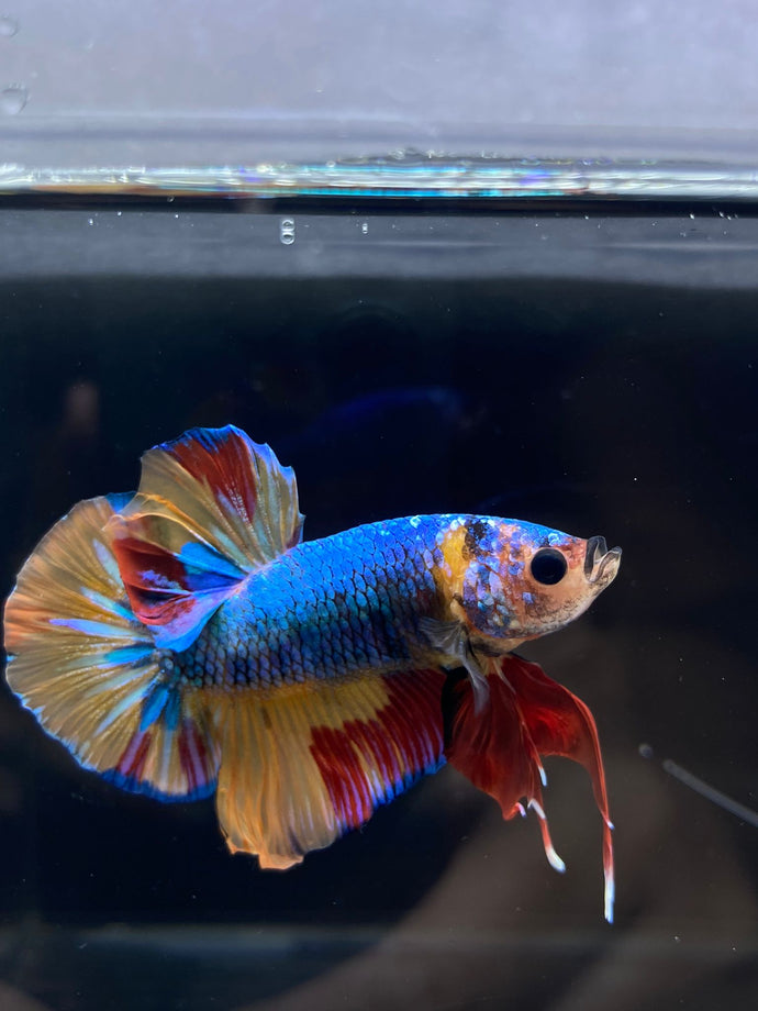 Male Halfmoon Plakat - Nemo #2358 - Live Betta Fish