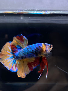 Male Halfmoon Plakat - Nemo #2358 - Live Betta Fish