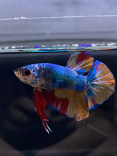 Load image into Gallery viewer, Male Halfmoon Plakat - Nemo #2358 - Live Betta Fish
