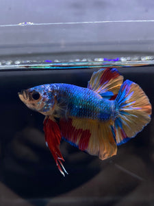 Male Halfmoon Plakat - Nemo #2358 - Live Betta Fish