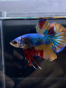 Male Halfmoon Plakat - Nemo #2358 - Live Betta Fish