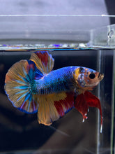 Load image into Gallery viewer, Male Halfmoon Plakat - Nemo #2358 - Live Betta Fish
