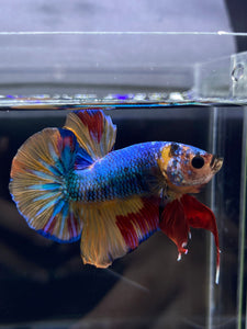 Male Halfmoon Plakat - Nemo #2358 - Live Betta Fish