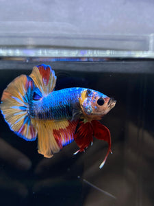 Male Halfmoon Plakat - Nemo #2358 - Live Betta Fish