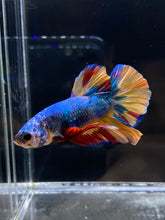 Load image into Gallery viewer, Male Halfmoon Plakat - Nemo #2358 - Live Betta Fish
