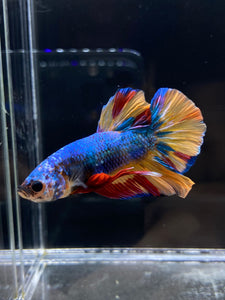 Male Halfmoon Plakat - Nemo #2358 - Live Betta Fish