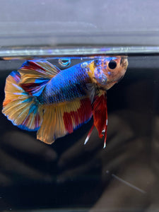 Male Halfmoon Plakat - Nemo #2358 - Live Betta Fish