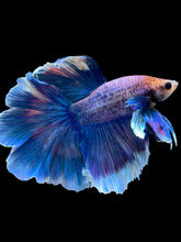 Load image into Gallery viewer, Male Rosetail - Dumbo #2359 - Live Betta Fish
