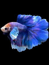 Load image into Gallery viewer, Male Rosetail - Dumbo #2359 - Live Betta Fish
